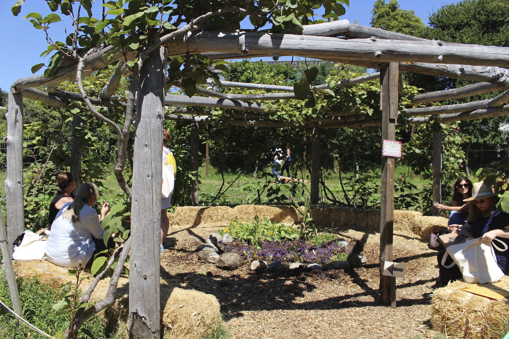 小野寺愛のESYA報告（6）「エディブルスクールヤードの菜園紹介